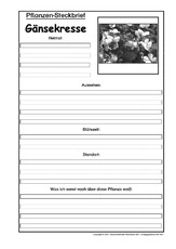Pflanzensteckbrief-Gänsekresse-SW.pdf